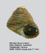 Micrelenchus huttoni (8)